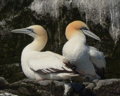 Northern Gannet
