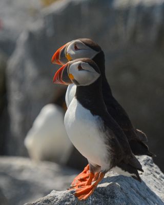 Atlantic Puffin