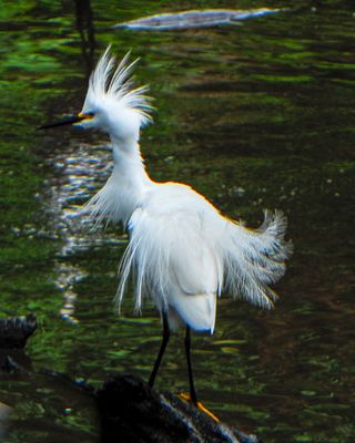 Snowy Egret