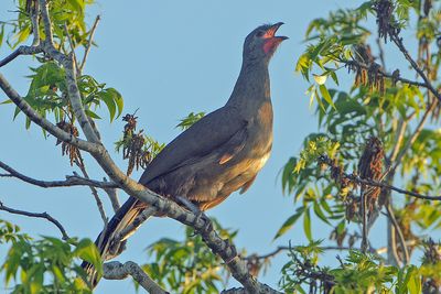 Plain chachalaca