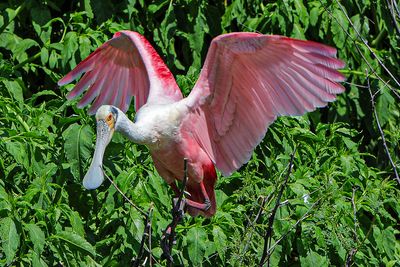 Roseate Spoonbill