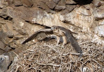 Prairie Falcon