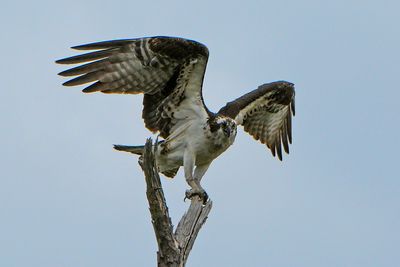 Osprey