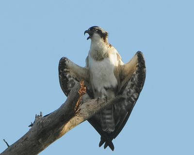 Osprey