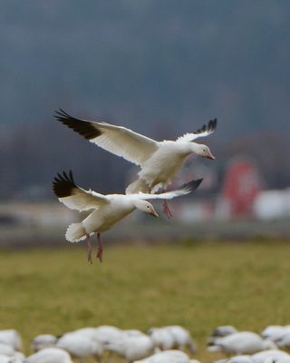 Snow Geese