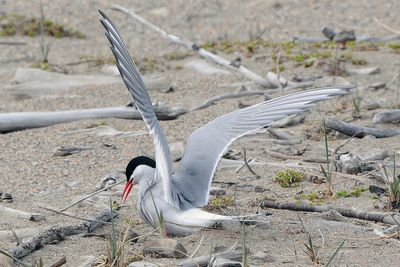Arctic Tern