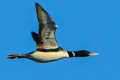 Yellow-billed Loon