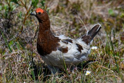 Willow Ptarmigan