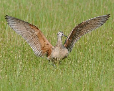 Long-billed Curlew