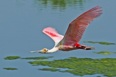 Roseate Spoonbill