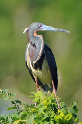 Tricolored Heron
