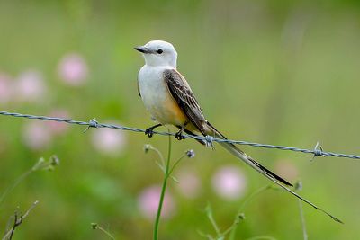 Scissor-tailed Flycatcher