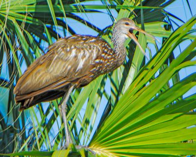 Limpkin