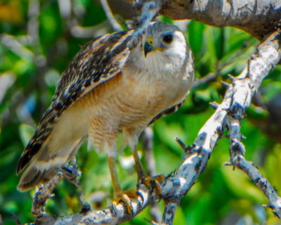Red-shouldered Hawk