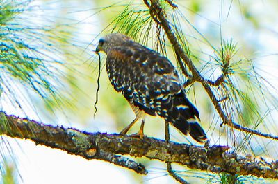 Red-shouldered Hawk
