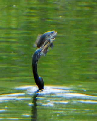 Anhinga