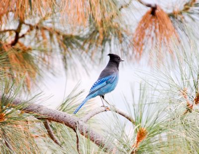 Steller's Jay