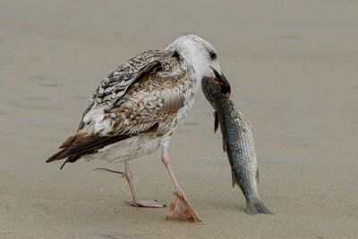 Laughing Gull