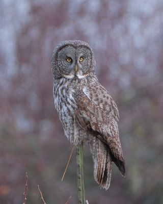 Great Gray Owl