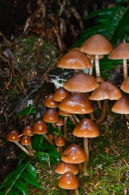 Psathyrella piluliformis