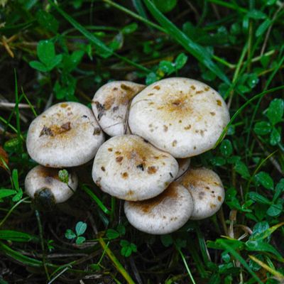 Pholiota gummosa