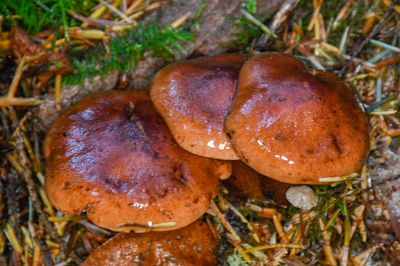 Tricholoma fulvum