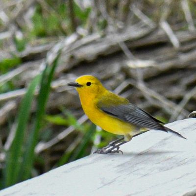 Prothonotary Warbler