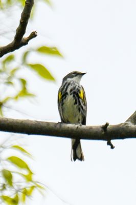 Yellow-rumped Warbler