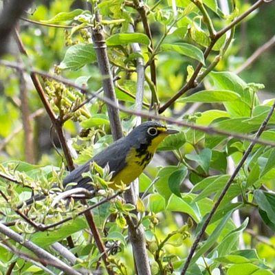 Canada Warbler