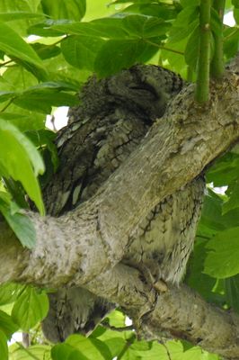 Eastern Screech-Owl
