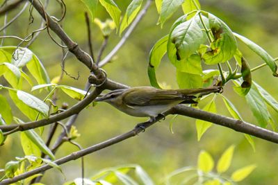 Red-eyed Vireo