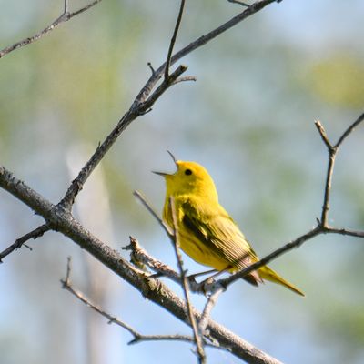 Yellow Warbler