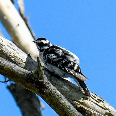 Downy Woodpecker