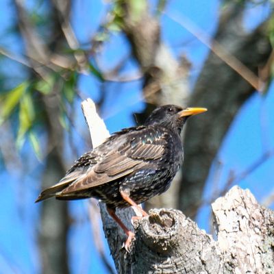 European Starling