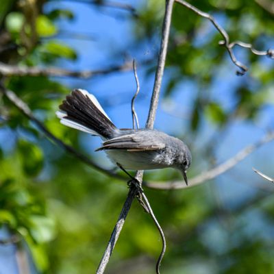 Blue-gray Gnatcatcher