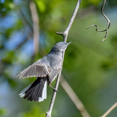 Blue-gray Gnatcatcher