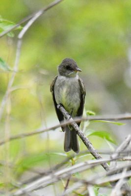 Eastern Wood-Pewee