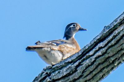 Wood Duck