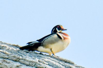 Wood Duck 