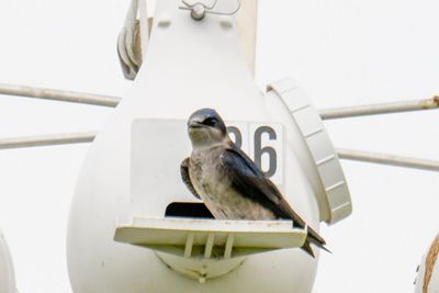 Purple Martin