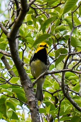 black-throated Green Warbler