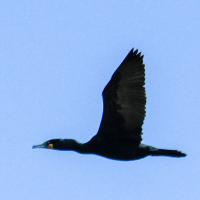 Double-crested Cormorant