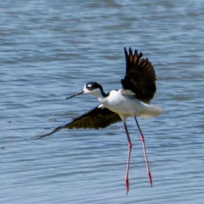 Black-necked Stilt
