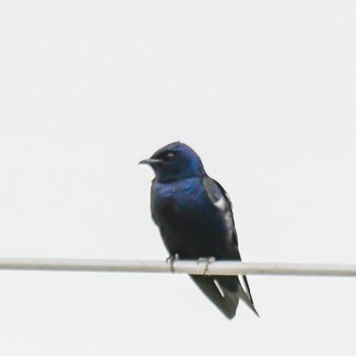 Purple Martin