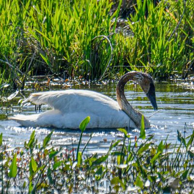 Trumpeter Swan