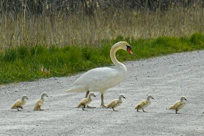 Mute Swan