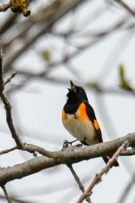American Redstart