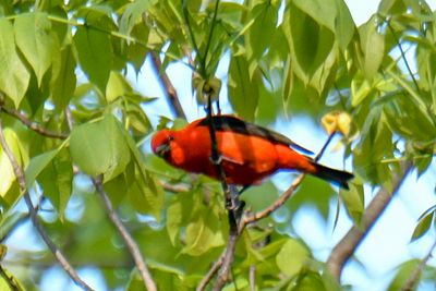 Scarlet Tanager