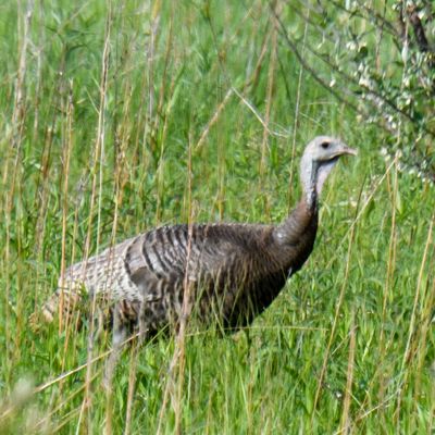 Wild Turkey