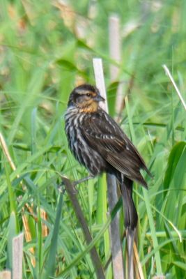 Red-winged Blackbird